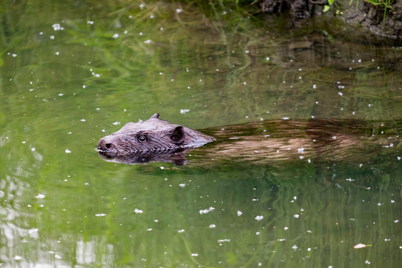 Beaver Communities: Instinctive Yet Learned Behavior (Image Credits: Pixabay)