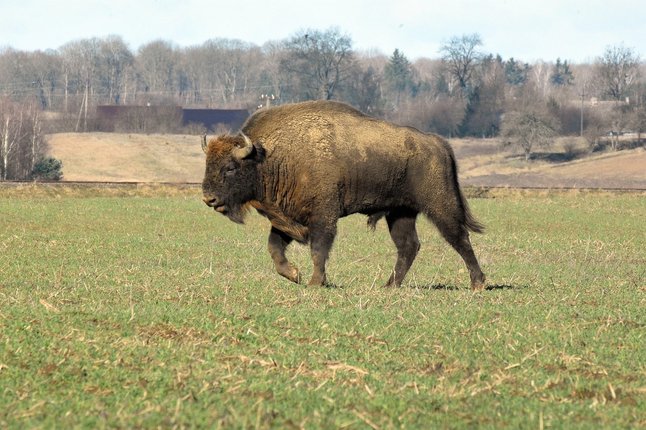 Bison: The Collective Defense Specialists (Image Credits: Pixabay)