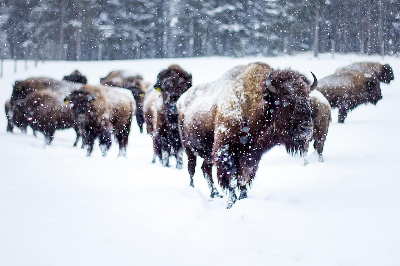 Dynamic Group Formation for Maximum Protection (Image Credits: Pixabay)