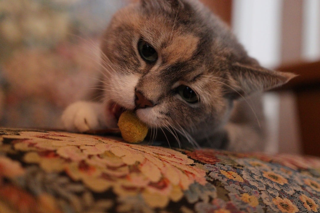 They Develop Mysterious Appetite Changes (Image Credits: Unsplash)
