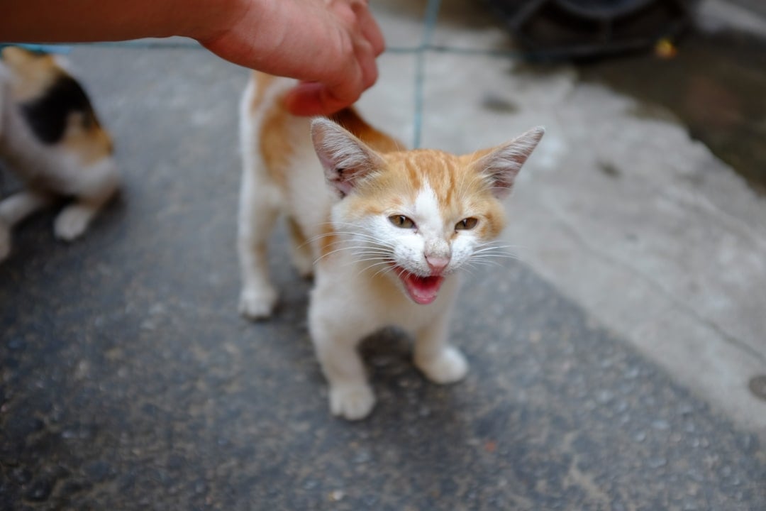 They Become Overenthusiastic Groomers (Image Credits: Unsplash)