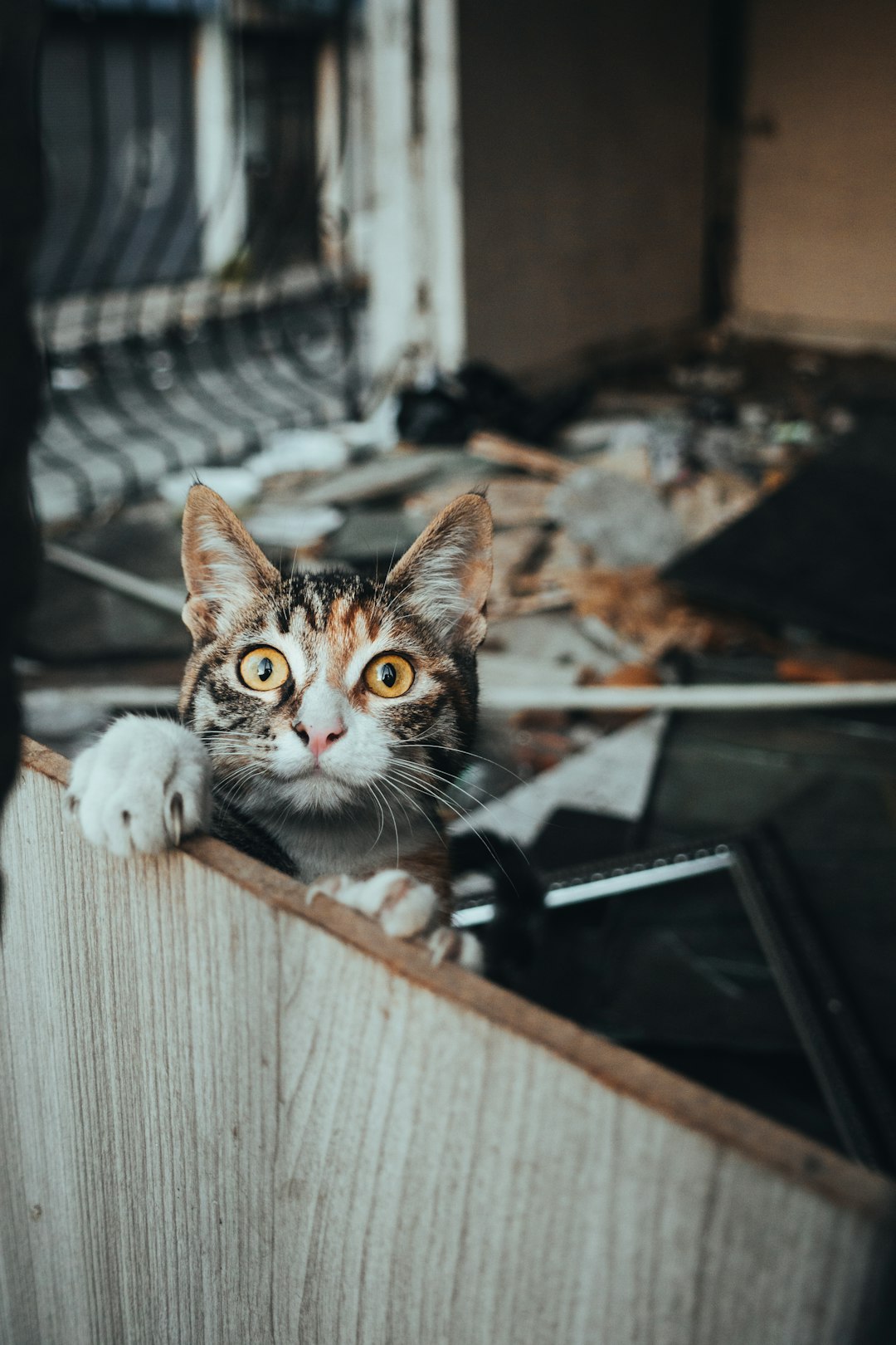 They Become Professional Destructors (Image Credits: Unsplash)