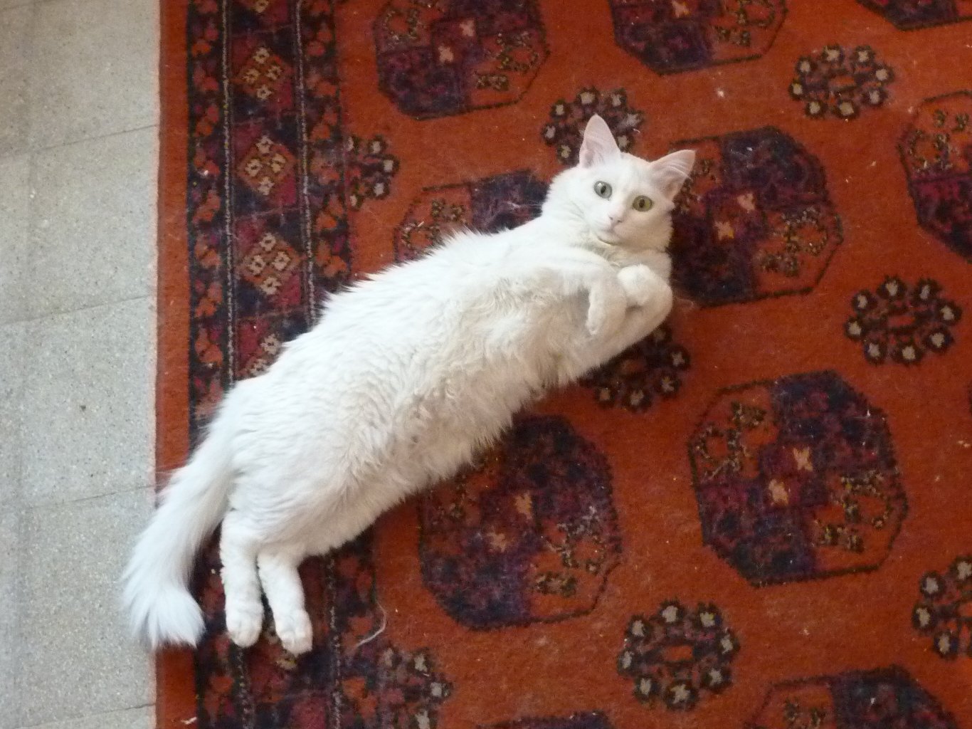 They Master the Art of Strategic Positioning (Image Credits: Wikimedia)