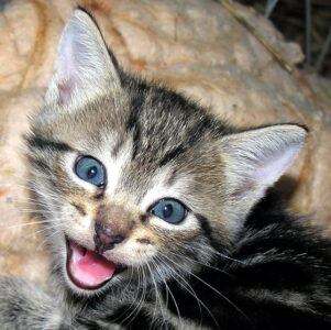 10 Little Things Cats Do When They Miss You