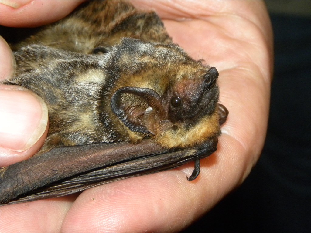The Bumblebee Bat Takes the Crown (Image Credits: Flickr)