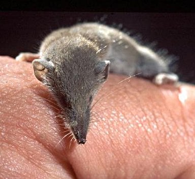 The Etruscan Shrew Champions Metabolic Madness (Image Credits: Wikimedia)