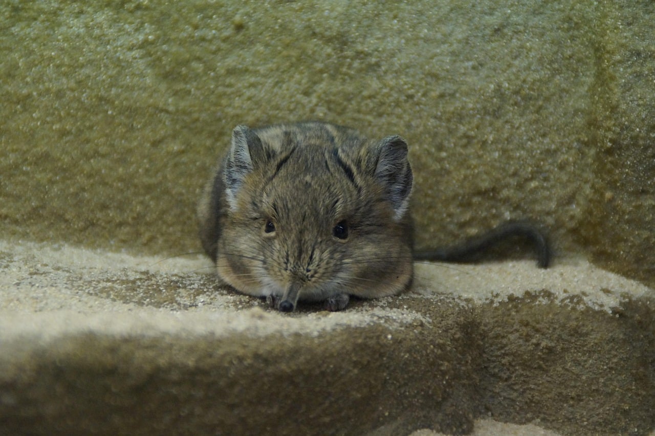 Pygmy Jerboa Hops Like a Tiny Kangaroo (Image Credits: Pixabay)