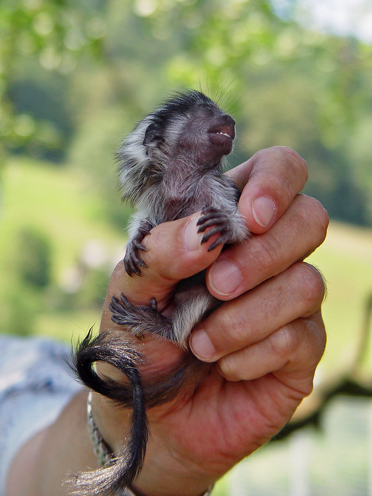 Mouse Lemur Represents the Tiniest Primate (Image Credits: Flickr)