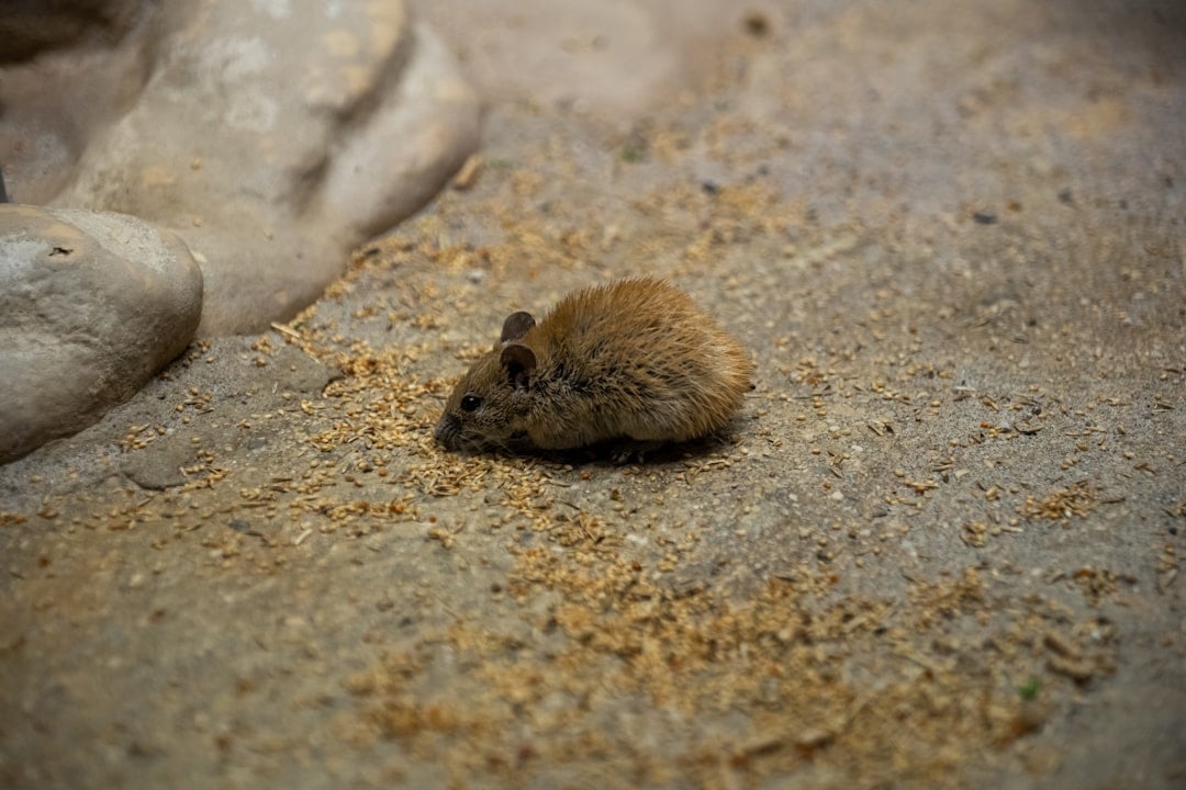American Shrew Mole Breaks the Underground Mold (Image Credits: Unsplash)