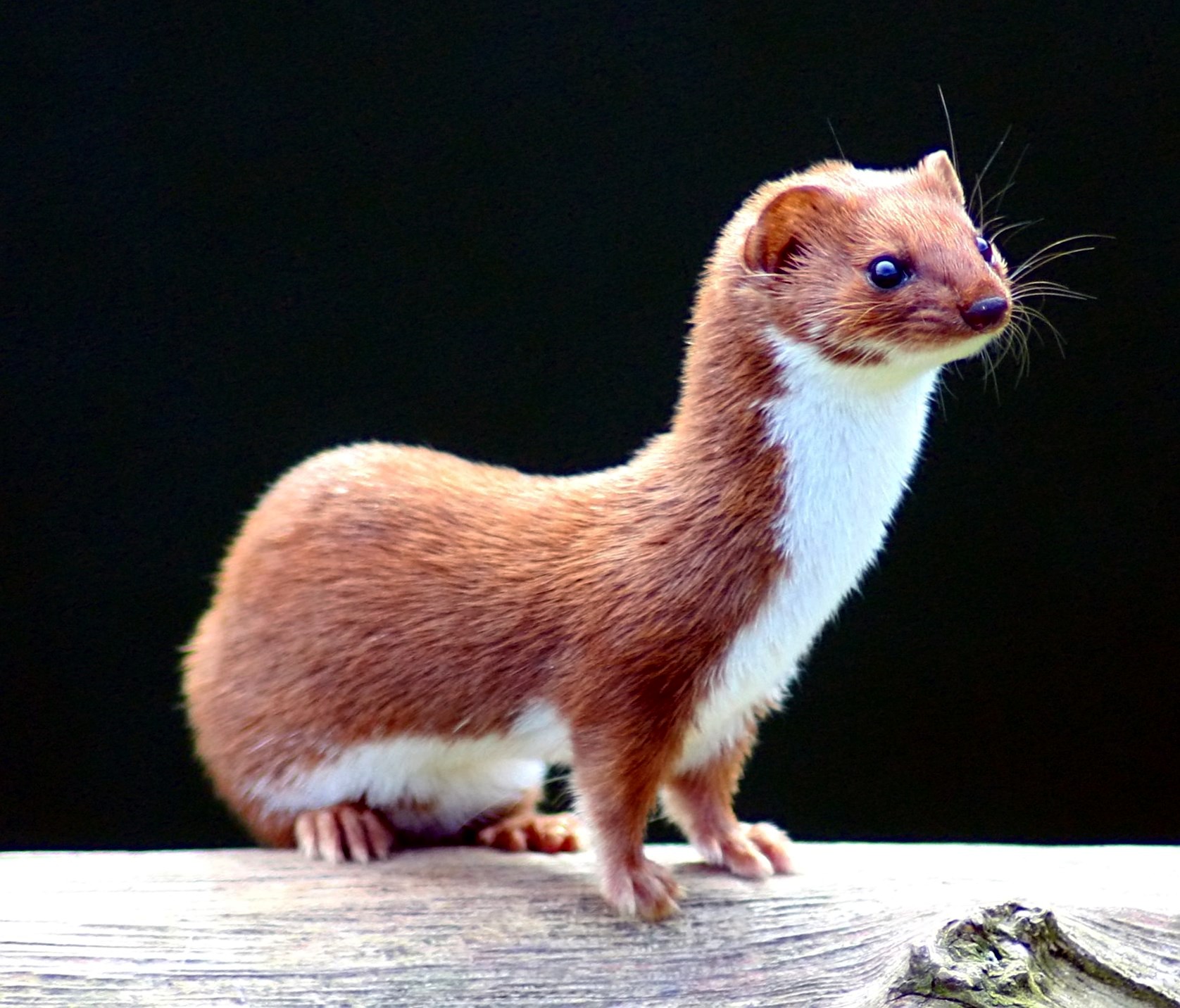 Least Weasel Dominates as the Tiniest Carnivore (Image Credits: Wikimedia)