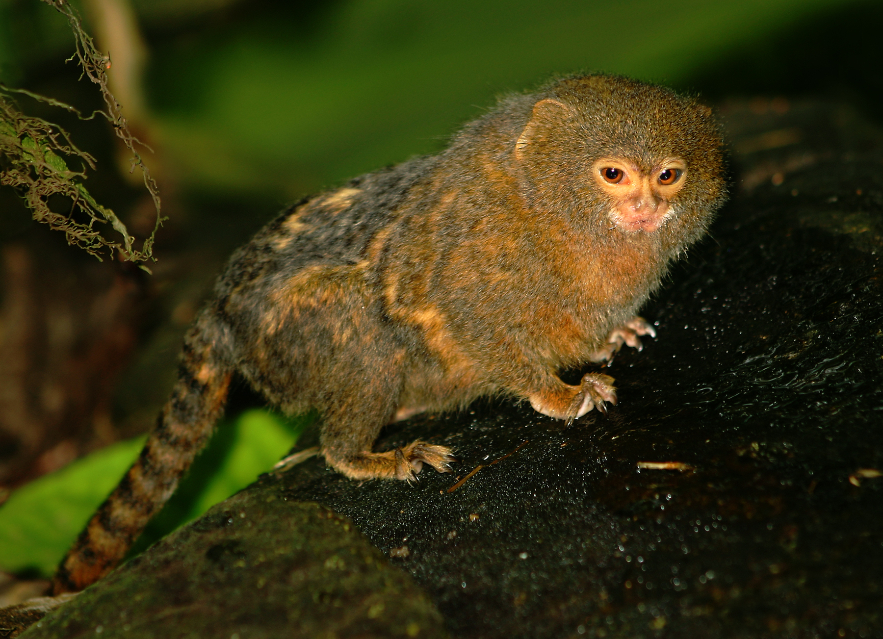 Pygmy Marmoset Charms as the World's Smallest Monkey (Image Credits: Wikimedia)