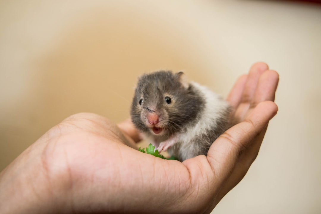 African Pygmy Mouse Masters Desert Survival (Image Credits: Unsplash)
