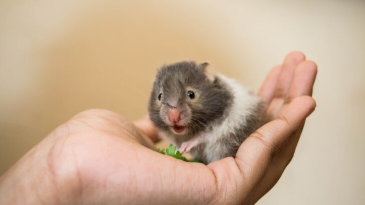 10 Smallest Mammals in the World That Could Fit Into Your Pocket
