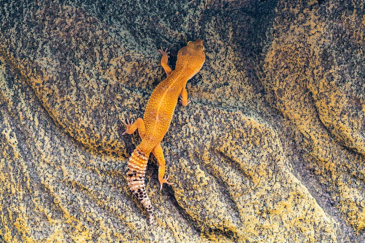 Geckos Master Molecular Attraction (Image Credits: Pixabay)