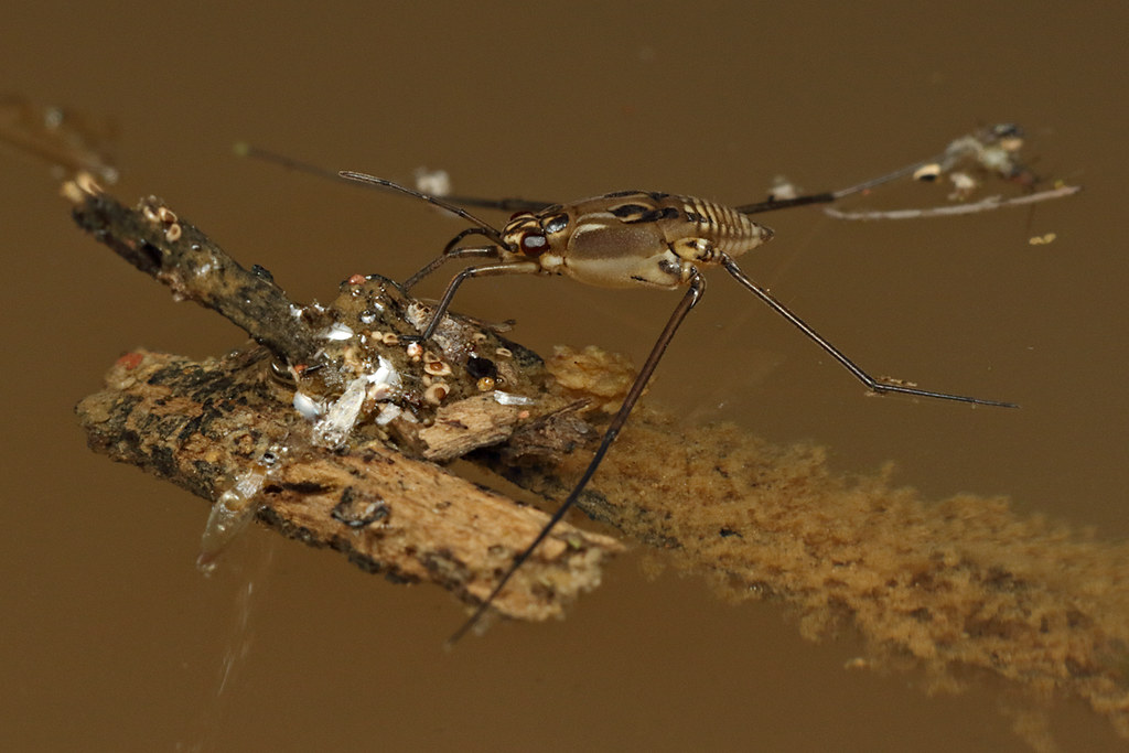 Water Striders Dance on Surface Tension (Image Credits: Flickr)