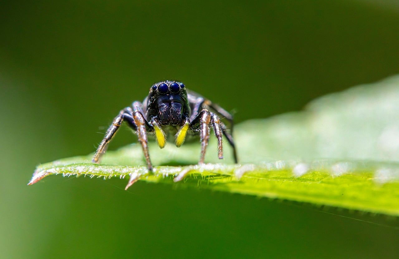 Jumping Spiders Leap Beyond Logic (Image Credits: Pixabay)