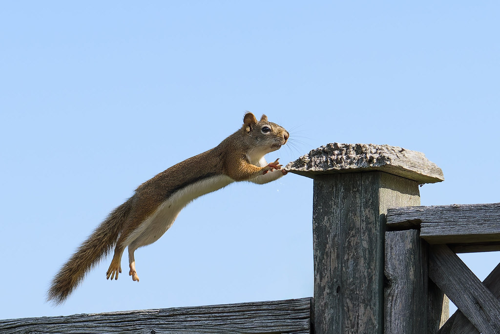 Flying Squirrels Glide Without Wings (Image Credits: Flickr)