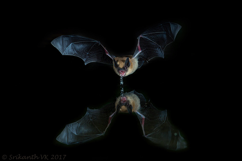 Bats Navigate Through Echolocation (Image Credits: Flickr)