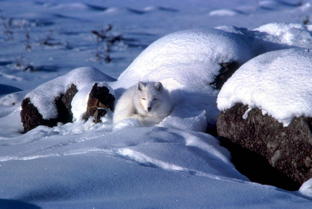 Arctic Foxes Hear Through Snow (Image Credits: Flickr)