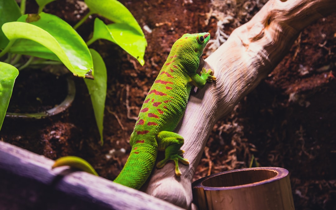 Geckos - Masters of Wall-Climbing Technology (Image Credits: Unsplash)