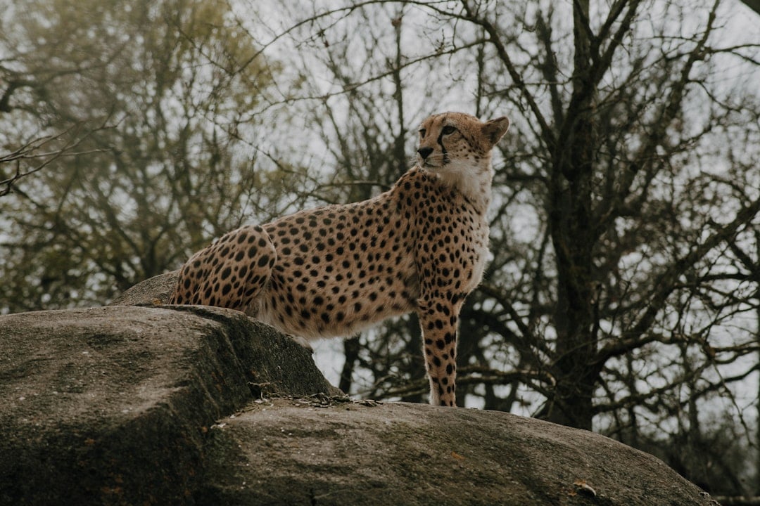 Cheetahs - Speed and Agility in Robotics (Image Credits: Unsplash)