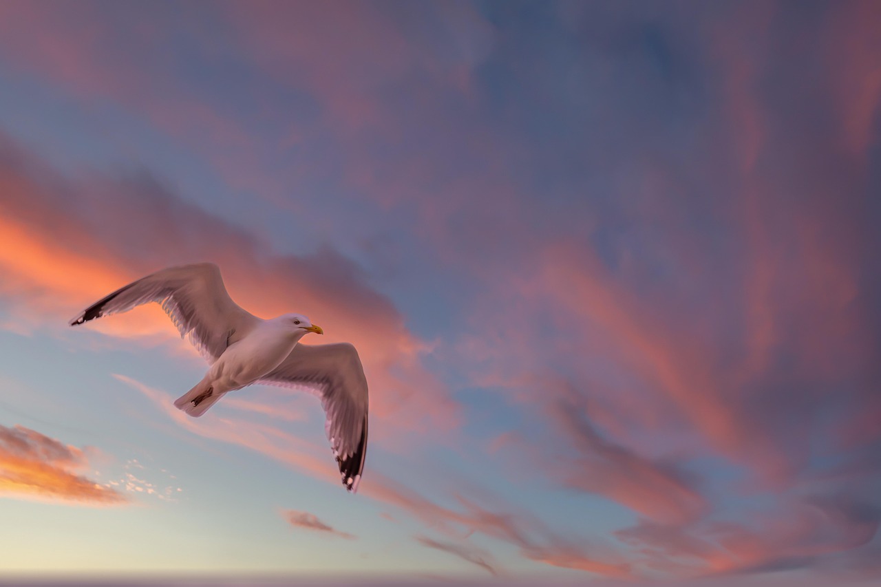 Birds - Taking Flight with Biomimetic Wings (Image Credits: Pixabay)