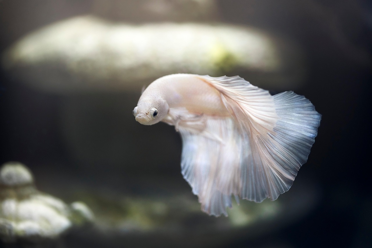 Fish - Underwater Navigation Experts (Image Credits: Pixabay)