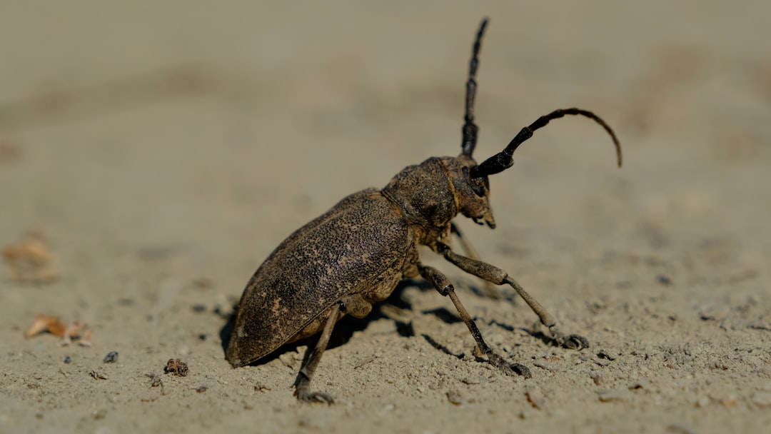 Cockroaches - Resilient All-Terrain Mobility (Image Credits: Unsplash)