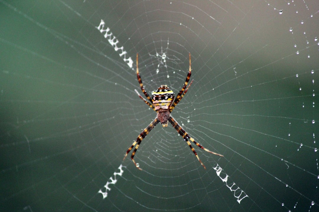 Spiders - Eight-Legged Engineering Marvels (Image Credits: Unsplash)