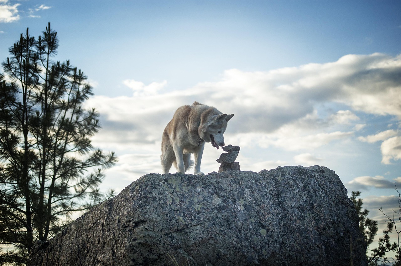 Second Evolution: Alphawolf, The Pack Leader Pok&eacute;mon (Image Credits: Pixabay)