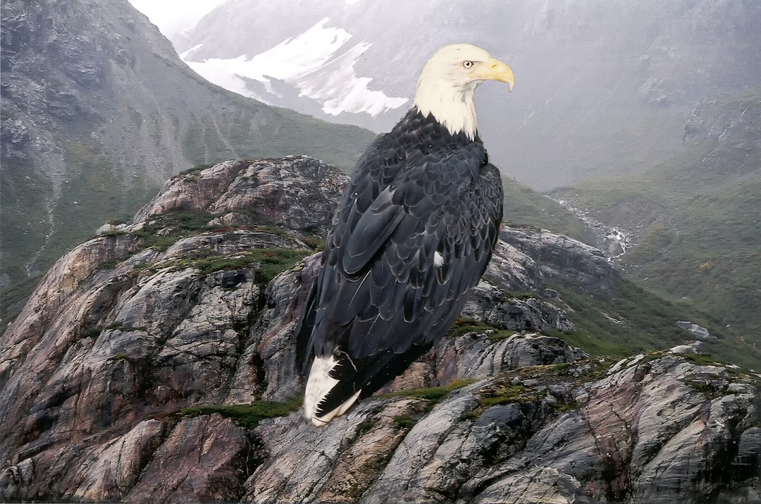 The Literal Connection - American Eagle's Direct Heritage (Image Credits: Unsplash)