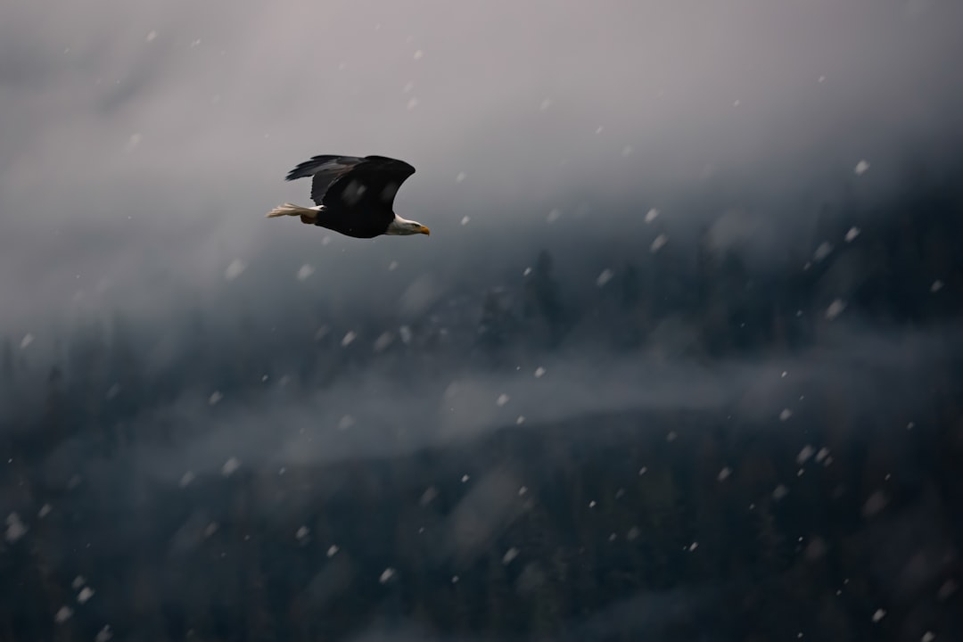 Soaring Above the Storm - The Ultimate Test of Character (Image Credits: Unsplash)