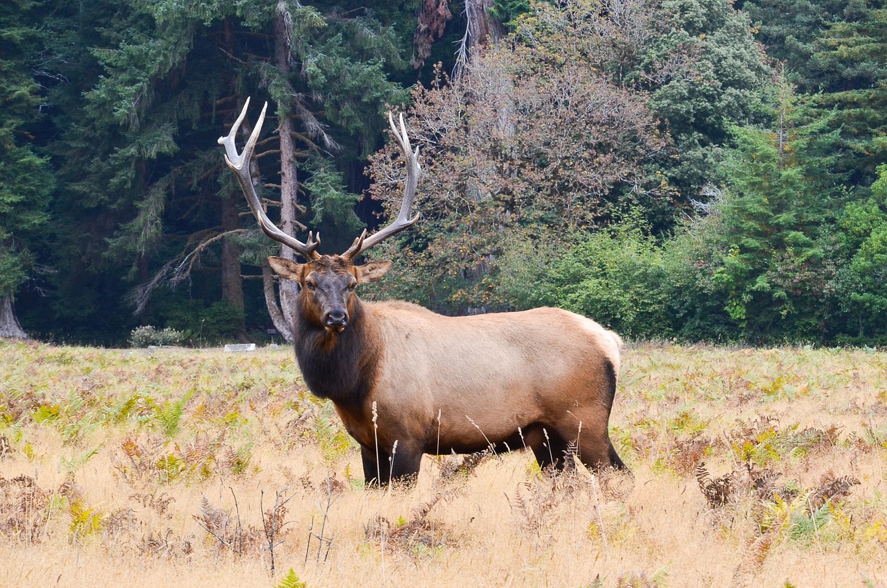 Roosevelt Elk: Giants of the Prairies (Image Credits: Pixabay)