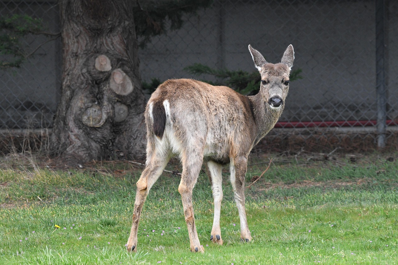 Black-Tailed Deer: Forest Wanderers (Image Credits: Pixabay)