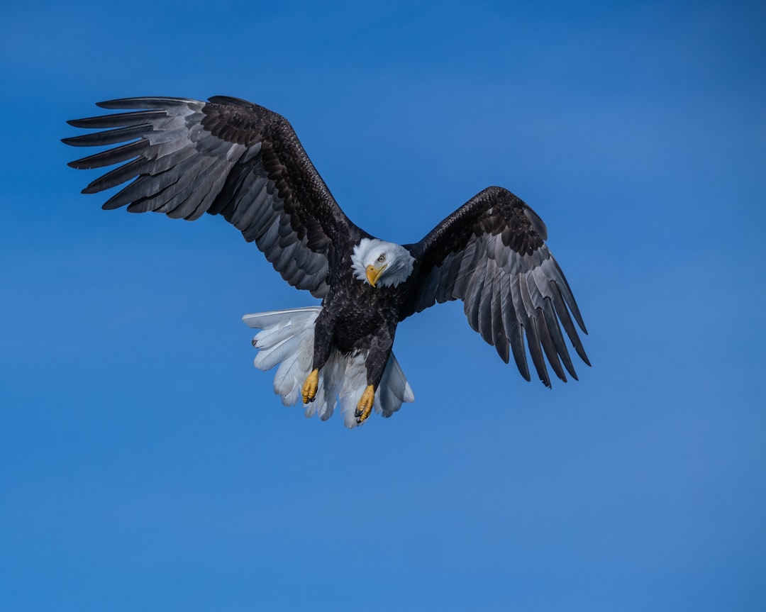 American Eagle's Marvel Twin: The Bald Eagle (Image Credits: Unsplash)