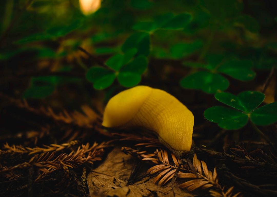 Banana Slugs: Nature's Yellow Carpet Cleaners (Image Credits: Unsplash)