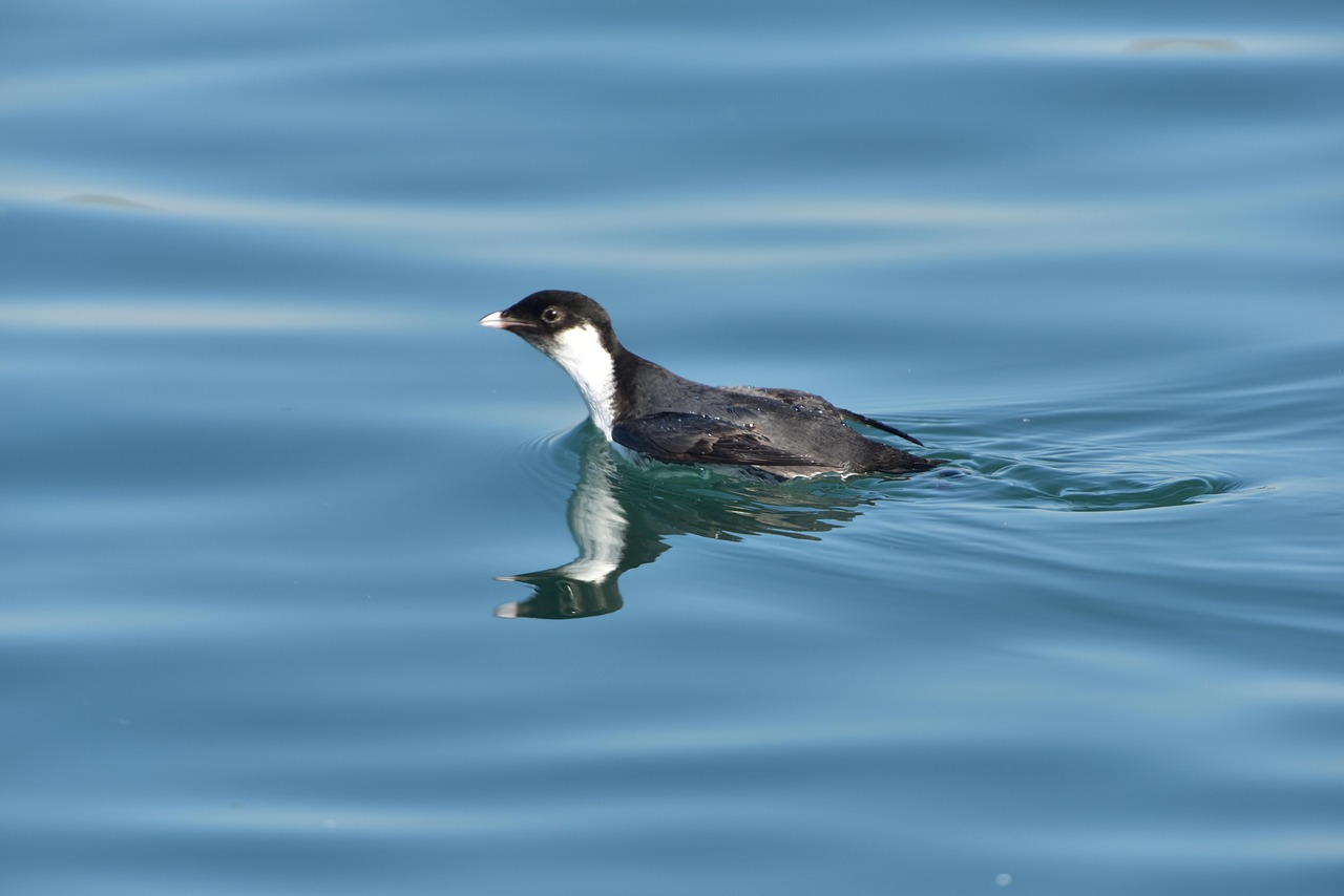 Marbled Murrelets: The Forest's Sea Birds (Image Credits: Pixabay)