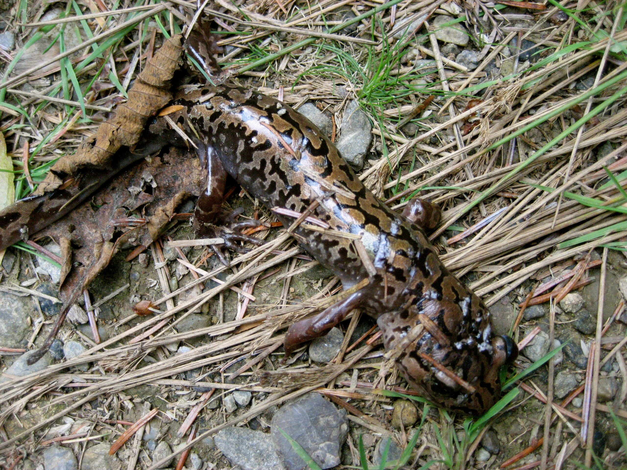 Pacific Giant Salamanders: Forest Floor Dragons (Image Credits: Wikimedia)