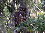 Northern Spotted Owls: Silent Forest Guardians (Image Credits: Wikimedia)
