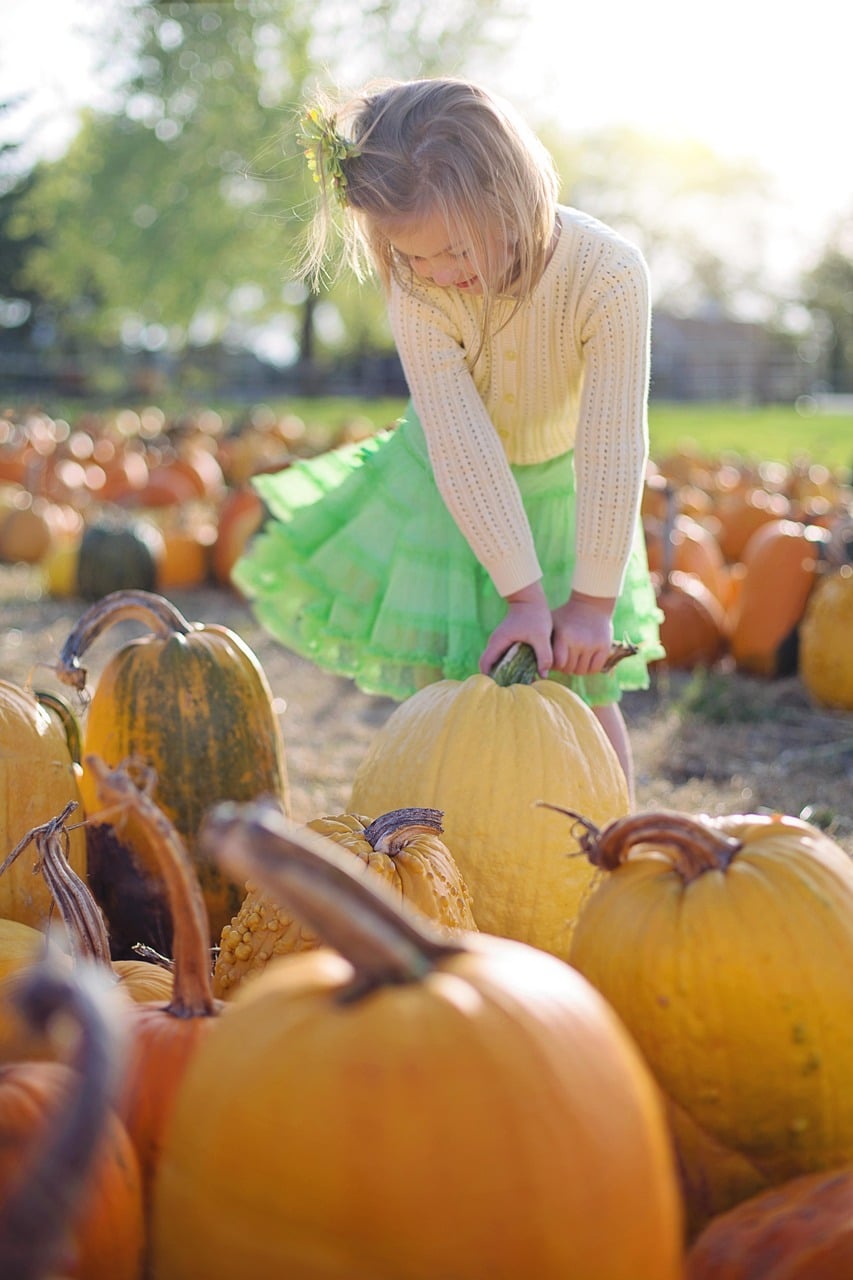 Strategic Pumpkin Placement (Image Credits: Pixabay)