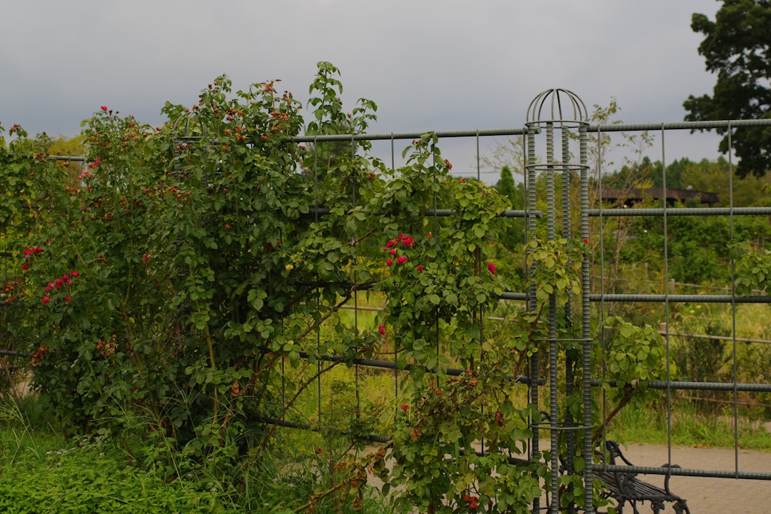 Physical Barriers and Wire Cages (Image Credits: Unsplash)