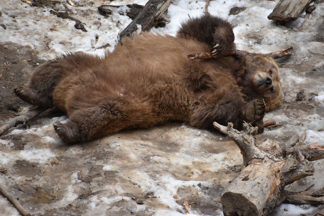 The Hibernating Bear: Deep Rest and Solitude Seekers (Image Credits: Unsplash)