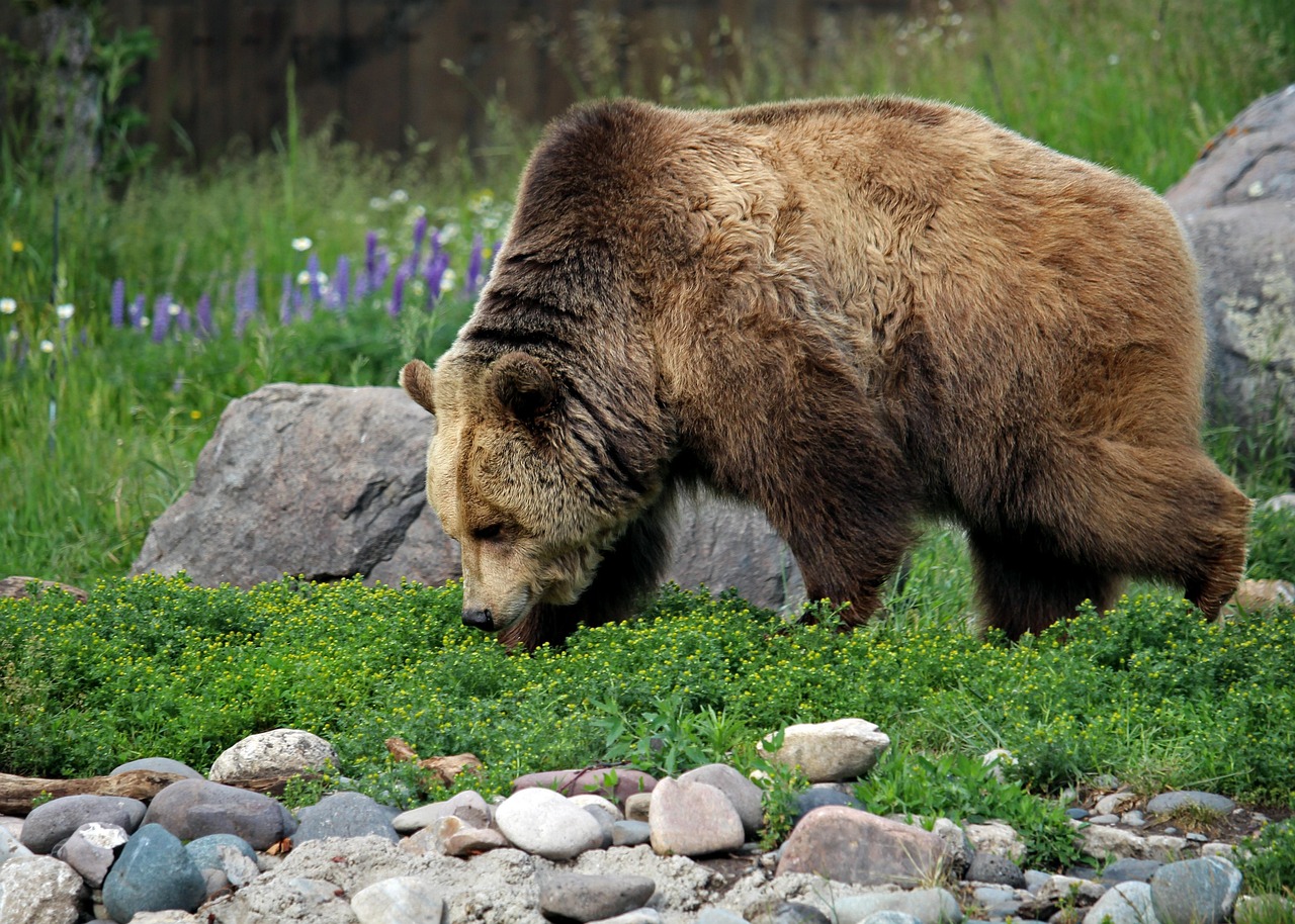 The Grizzly Bear: Intense but Brief Relaxation (Image Credits: Pixabay)