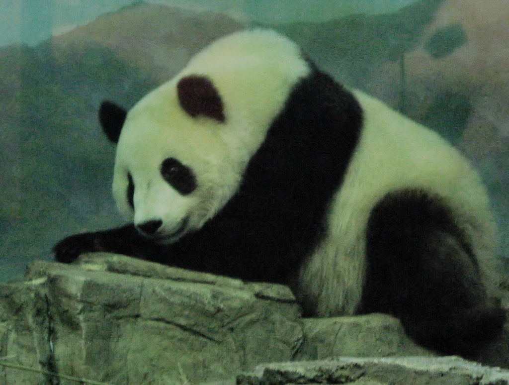 The Panda Bear: Routine-Based Relaxation Rituals (Image Credits: Flickr)