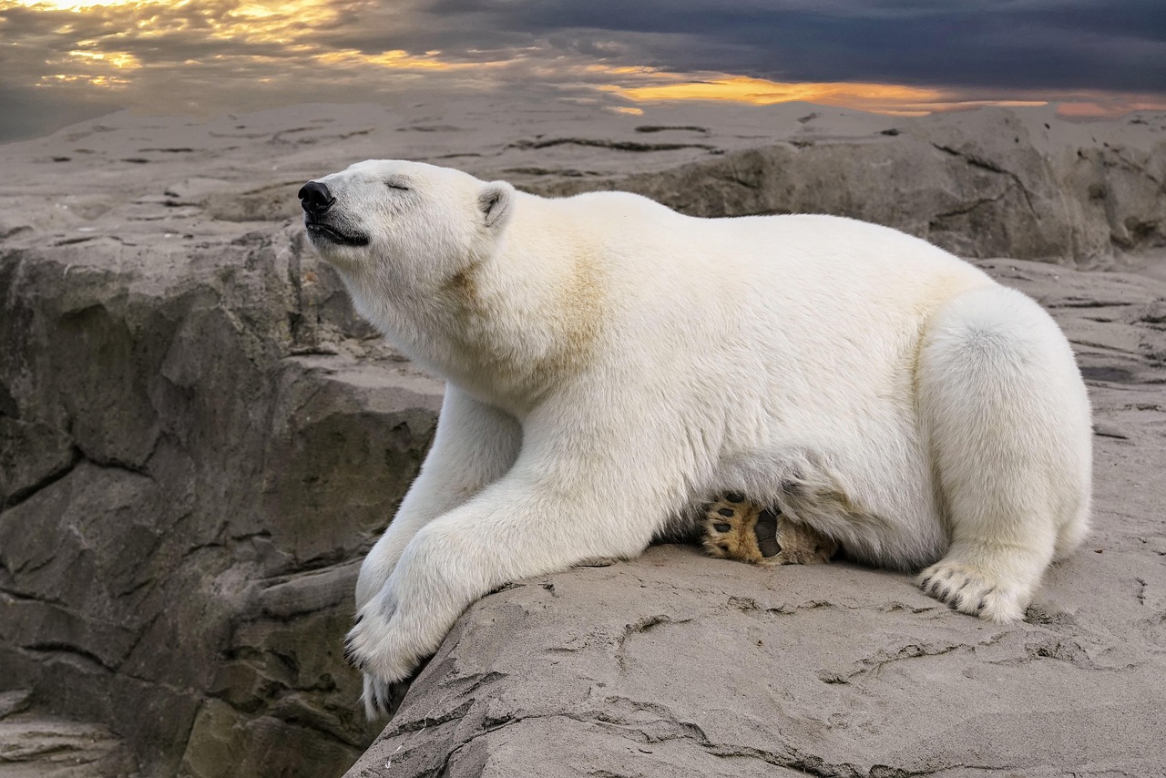 The Polar Bear: Solitary and Adaptive Relaxation (Image Credits: Pixabay)