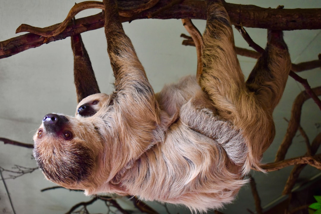 The Sloth Bear: Slow and Steady Relaxation (Image Credits: Unsplash)