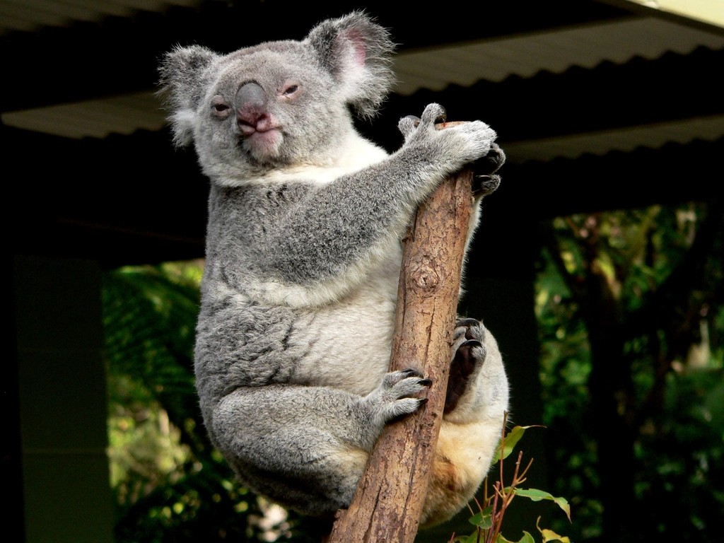 The Koala Bear: Family-Centered Relaxation (Image Credits: Rawpixel)