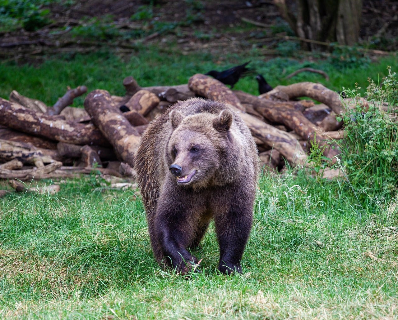 The Active Bear: Movement-Based Relaxation (Image Credits: Pixabay)