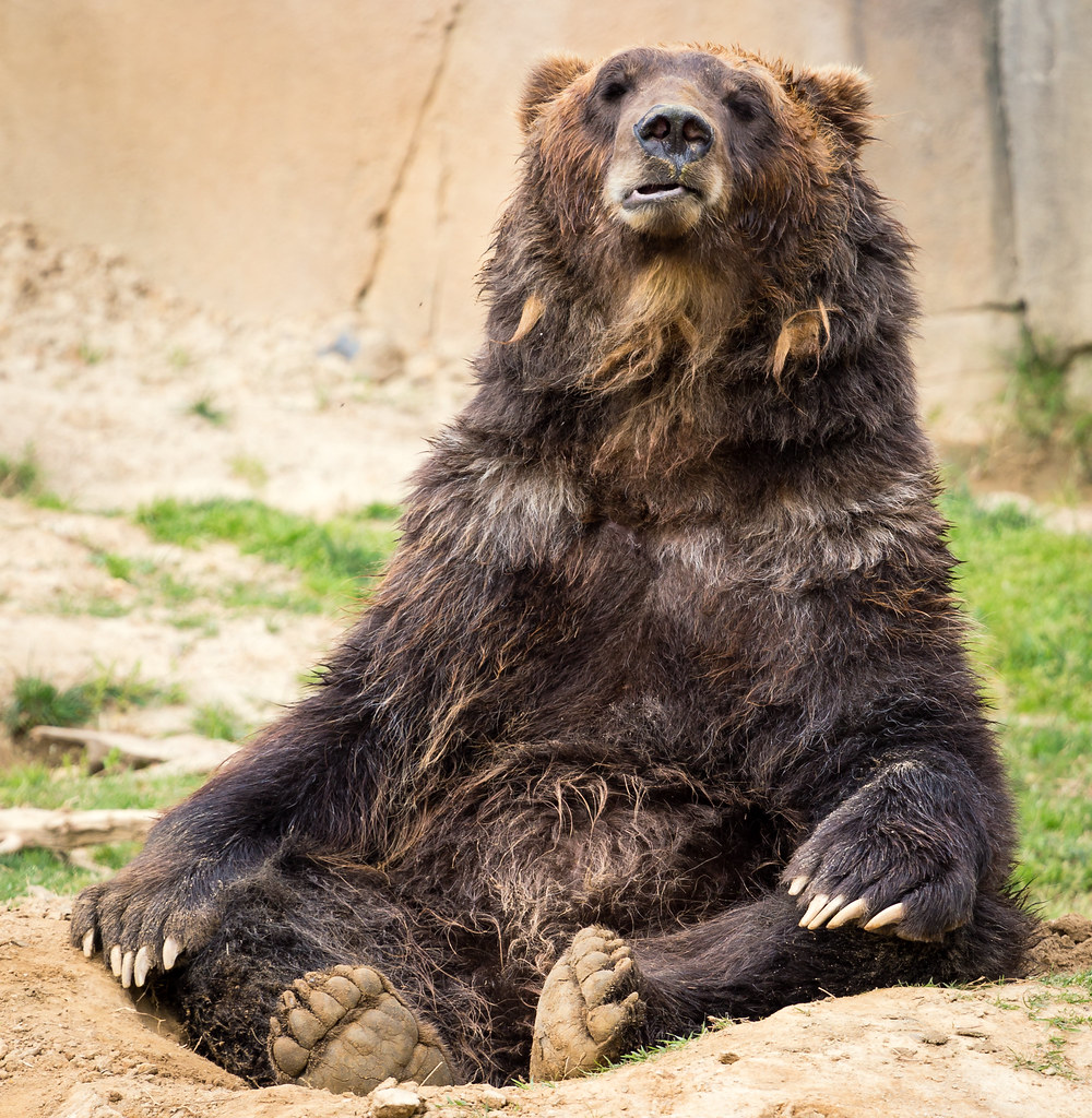 The Wise Bear: Contemplative and Reflective Relaxation (Image Credits: Flickr)