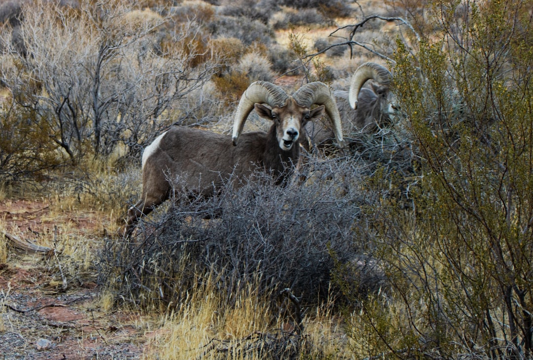 Desert Bighorn Sheep: Masters of the Vertical World (Image Credits: Unsplash)